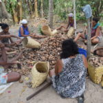 Quebradeiras de coco babaçu na Amazônia: luta em defesa das territorialidades