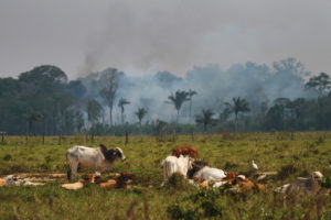 Amazônia:  para entender o “Dia do Fogo” – parte 2