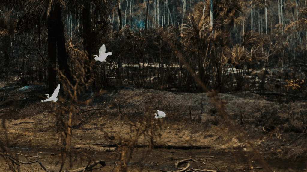 garças em área de floresta queimada no território munduruku no pará